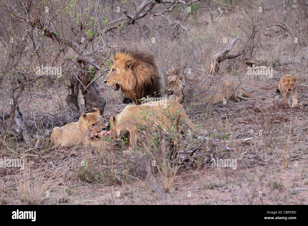 Lion Pride Eating Hi res Stock Photography And Images Alamy lion-pride-eating-hi-res-stock-photography-and-images-alamy