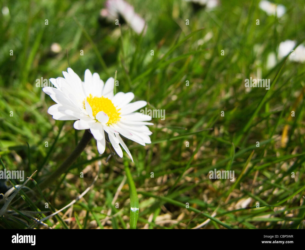 Closeup of a daisy flower, bellis perennis, on a meadow Stock Photo