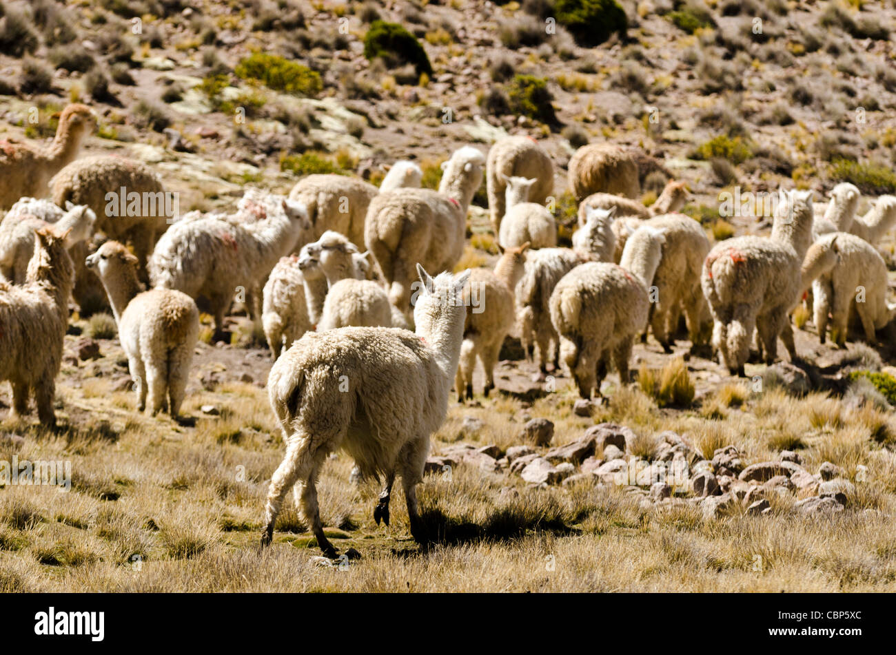 Flock or group of alpacas near Arequipa Peru Stock Photo