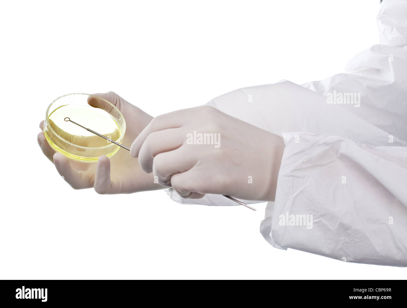 Scientist holding an agar plate which is growing E.coli Stock Photo