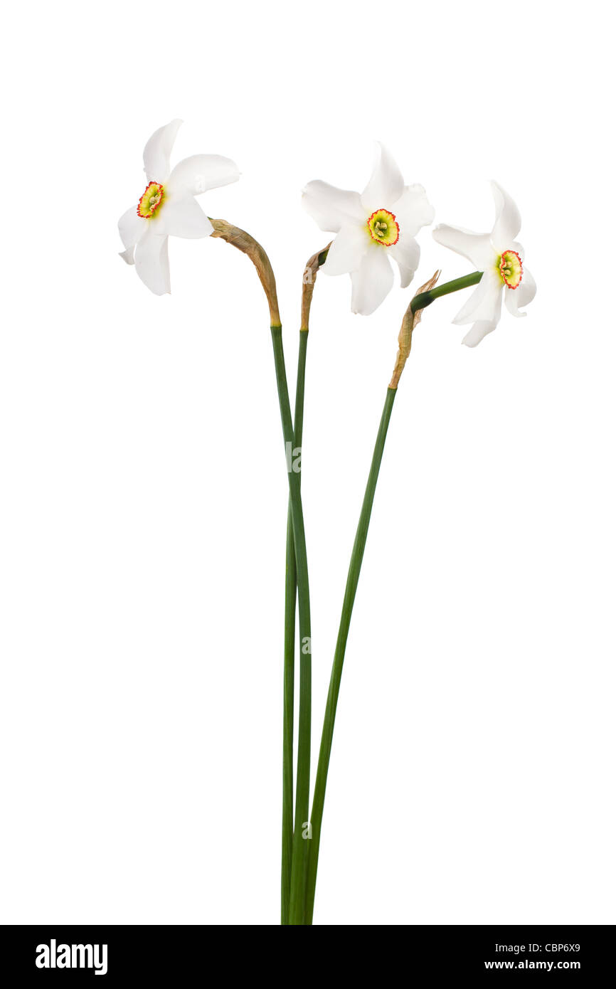 Yellow Daffodil isolated on white background Stock Photo - Alamy