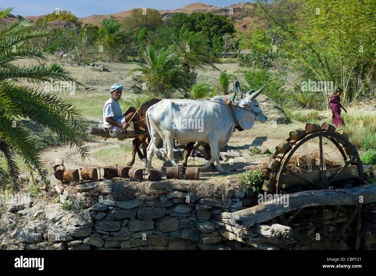 Farmer with oxen on water wheel to draw water from well for irrigation at Samad in Pali District of Rajasthan, Western India Stock Photo