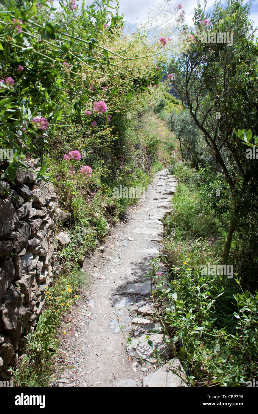 Trail from Vernazza to Corniglia, Cinque Terre, Unesco World Heritage site, Liguria di Levante, Italy, Mediterranean sea, Europe Stock Photo