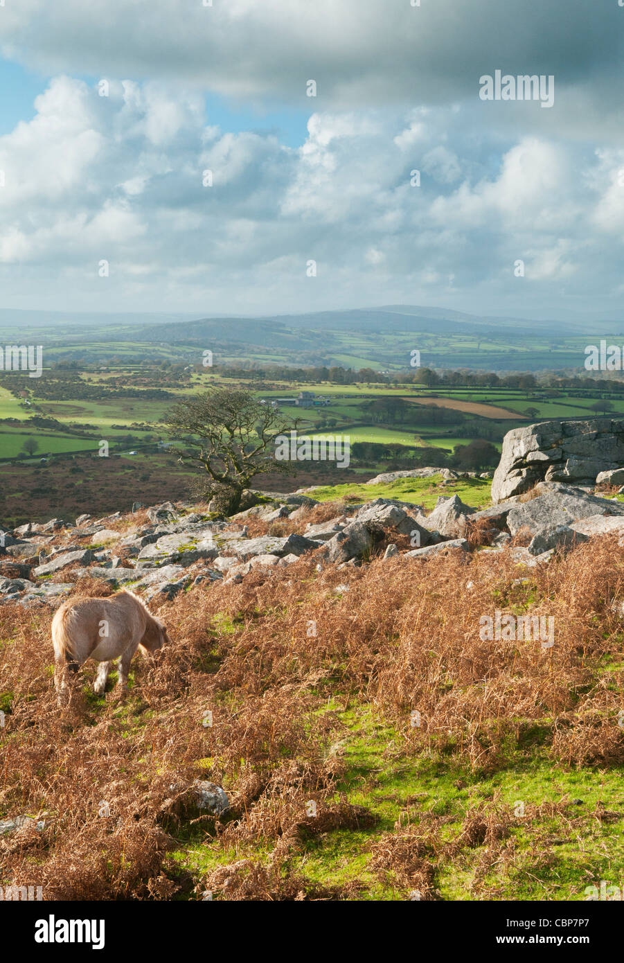 Image of Dartmoor pony next to granite tor, Dartmoor, Devon UK Stock Photo