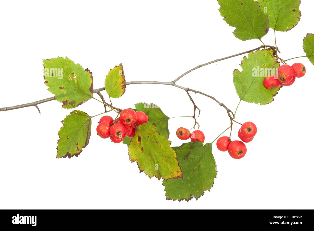 Hawthorn branch close up on white background Stock Photo