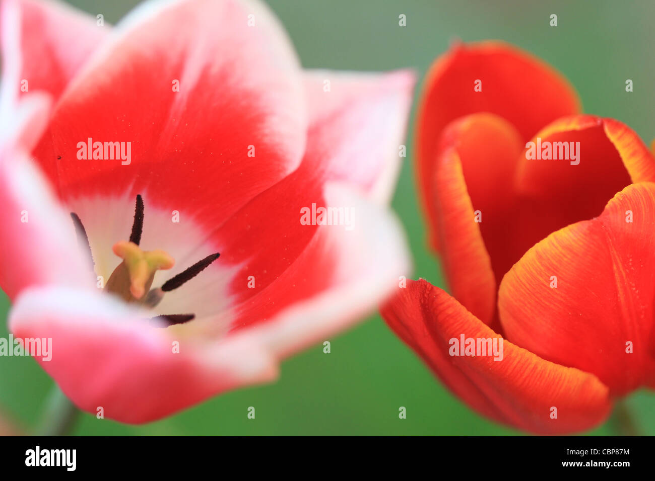 View of Tulip denmark hi-res stock photography and images - Alamy