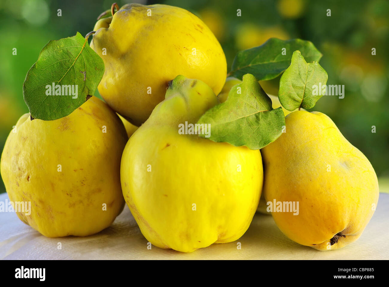 Fresh quince isolated on the white background with clipping path and full d...