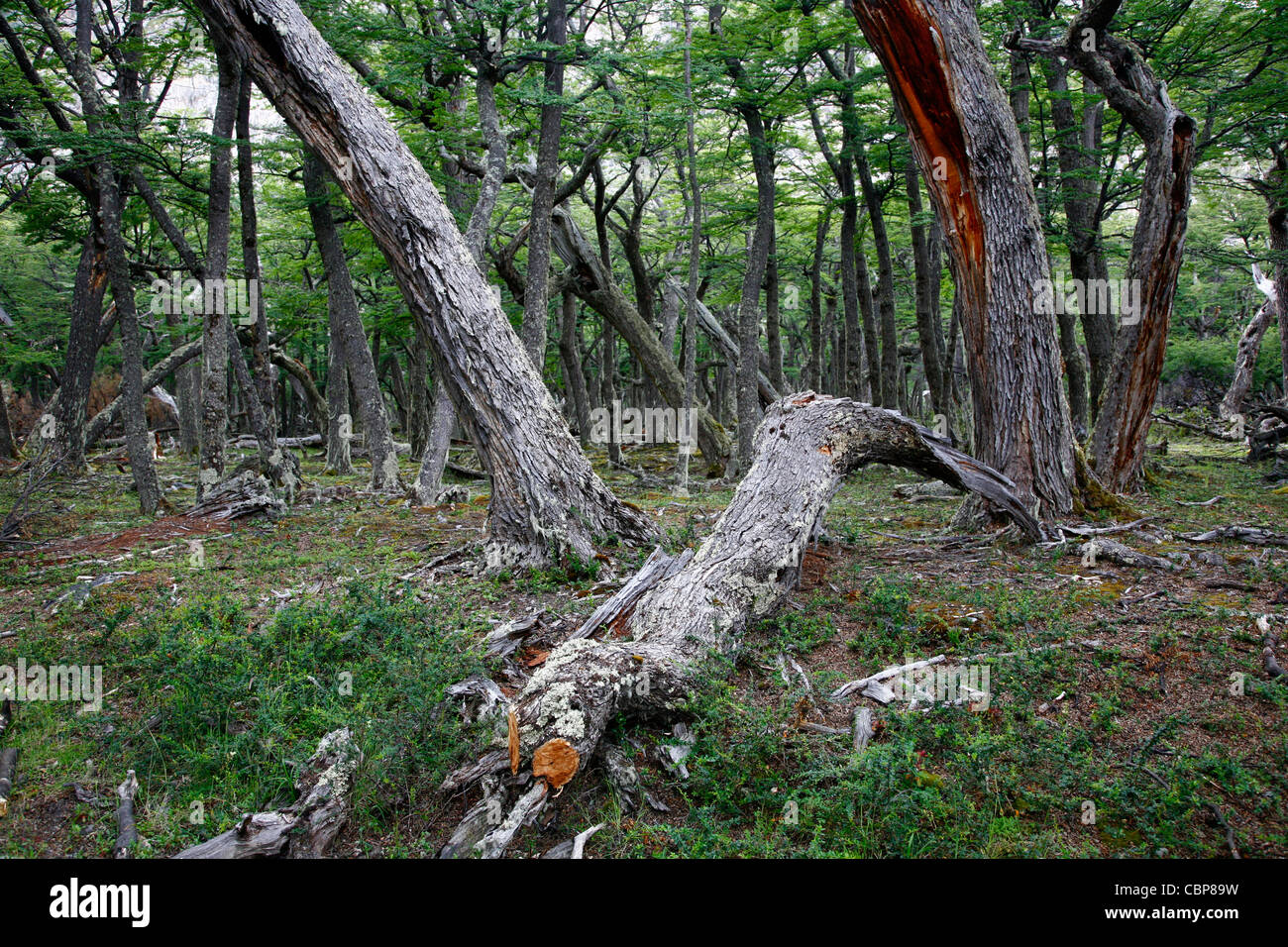 Southern Beech forest at Los Glaciares National Park, El Calafate area, Santa Cruz province. Patagonia. Argentina. Stock Photo