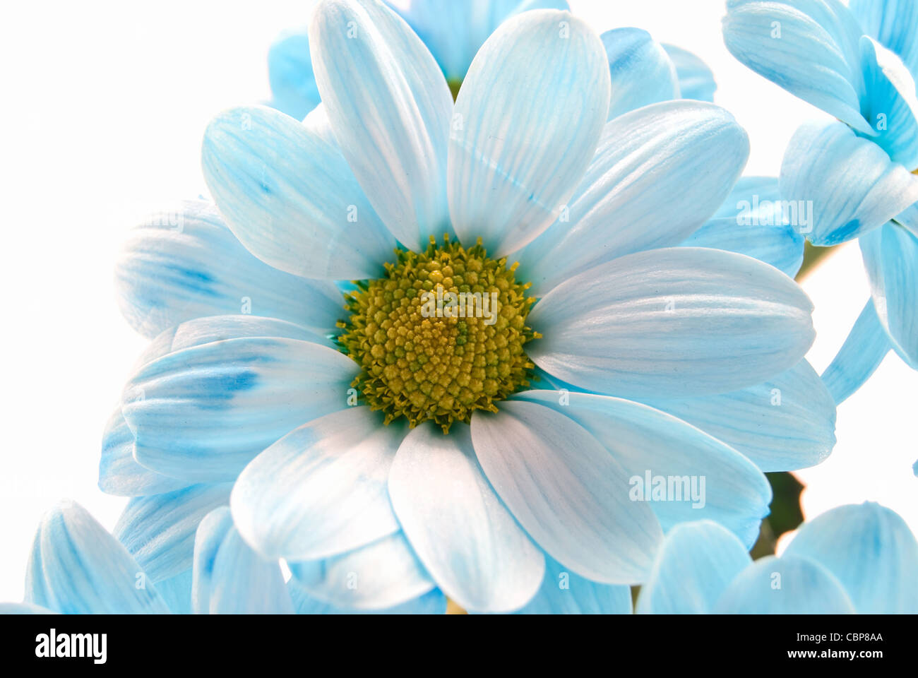 blue flower is isolated on a white background Stock Photo - Alamy
