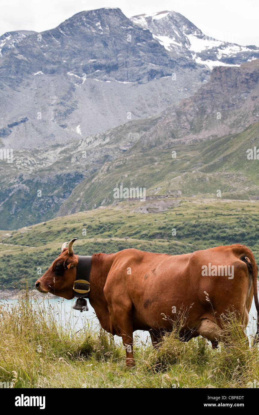 Cow with cow bells. French Alps. Stock Photo