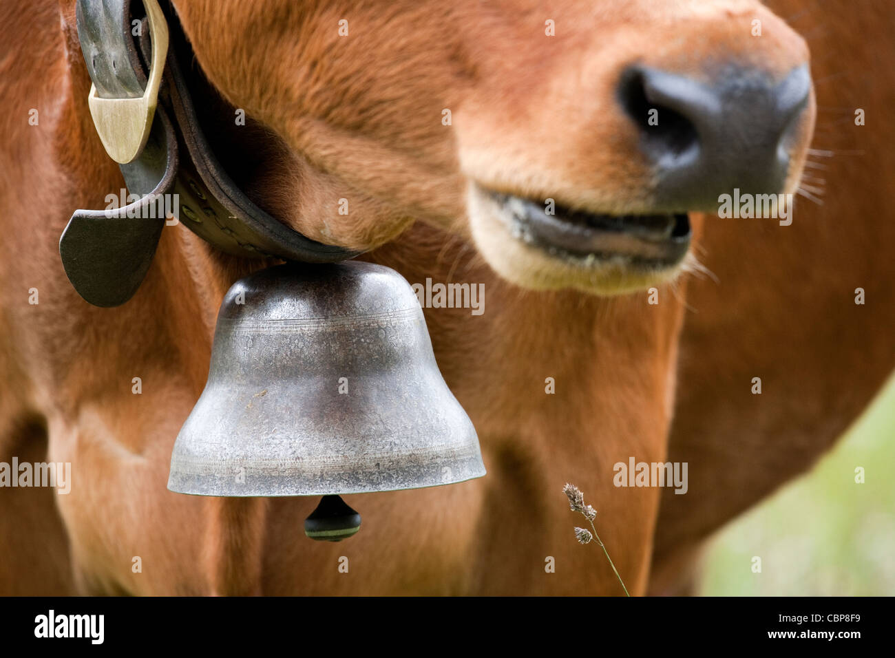 Cows with cow bells. French Alps. Stock Photo