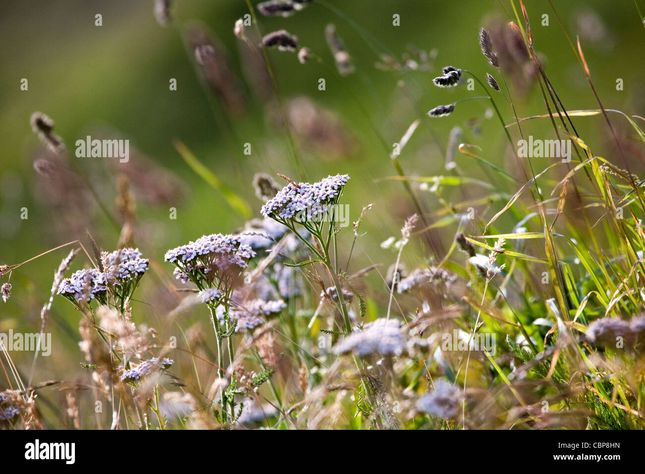 Sunshine on wild flowers hi-res stock photography and images - Alamy