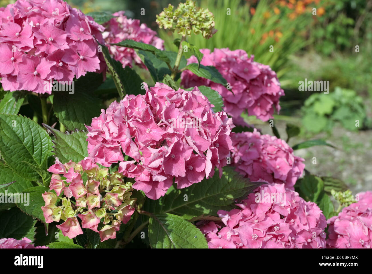Pink flowers in garden Stock Photo - Alamy