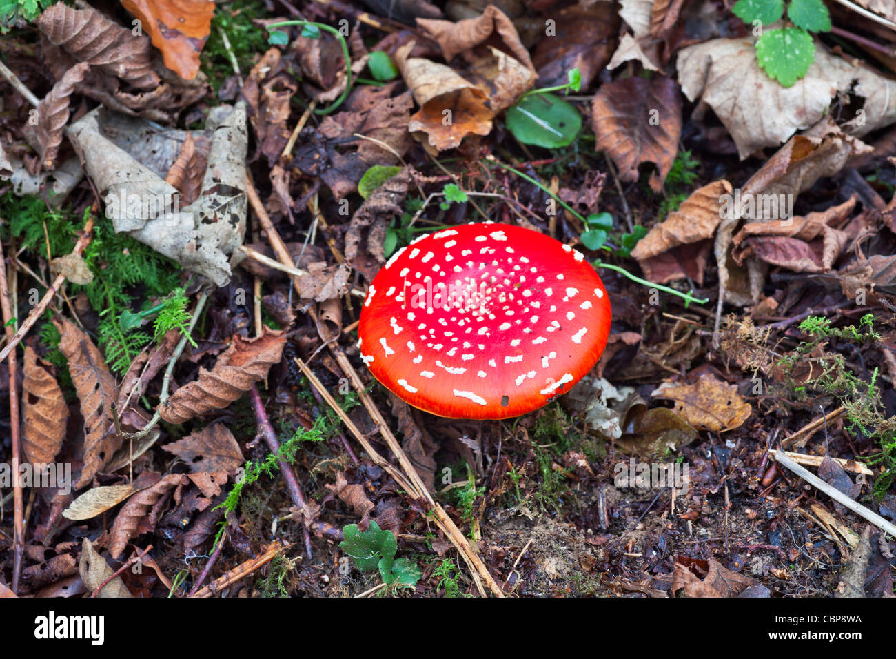 Fly Agaric (Amanita Muscaria) toadstool growing in English woodland in the autumn Stock Photo