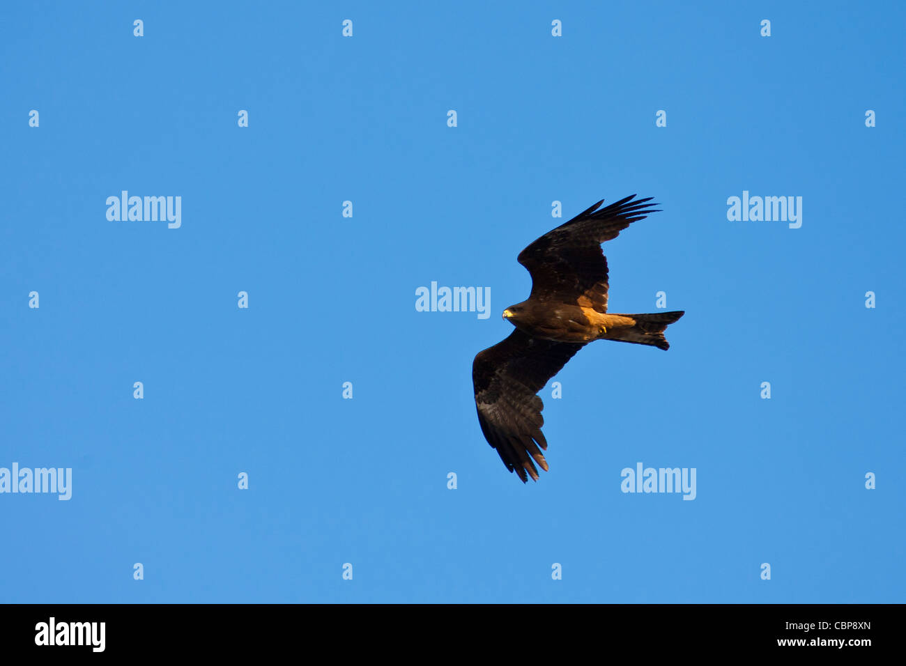 Indian Black Kite raptor bird, Milvus Migrans by Lake Pichola, early