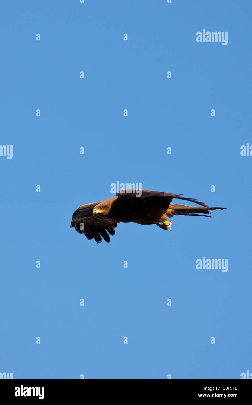 Indian Black Kite raptor bird, Milvus Migrans, by Lake Pichola, early