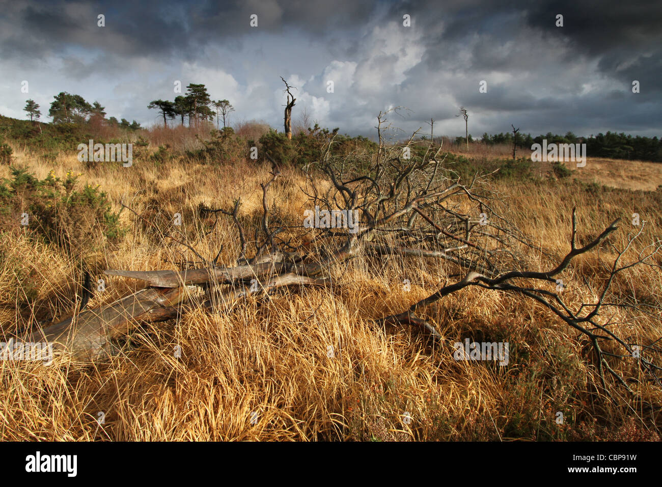 Ashdown Forest, Sussex, open landscape Stock Photo