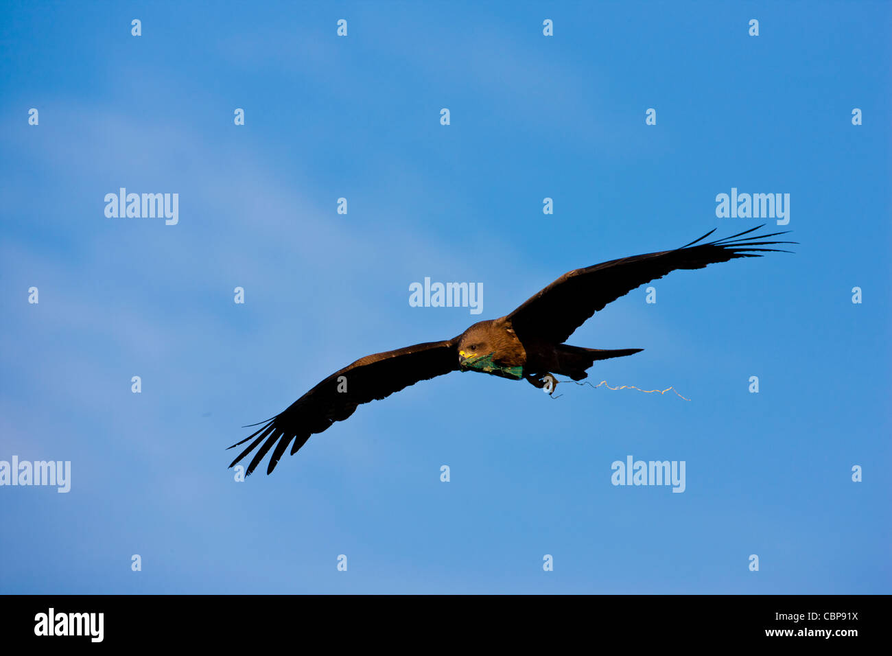 Indian Black Kite raptor bird, Milvus Migrans, by Lake Pichola, early