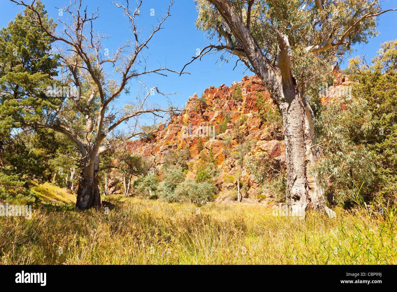 Old River Red Gum trees (Eucalyptus camaldulensis) in Warren Gorge near Quorn in the Flinders Ranges in outback South Australia, Australia Stock Photo
