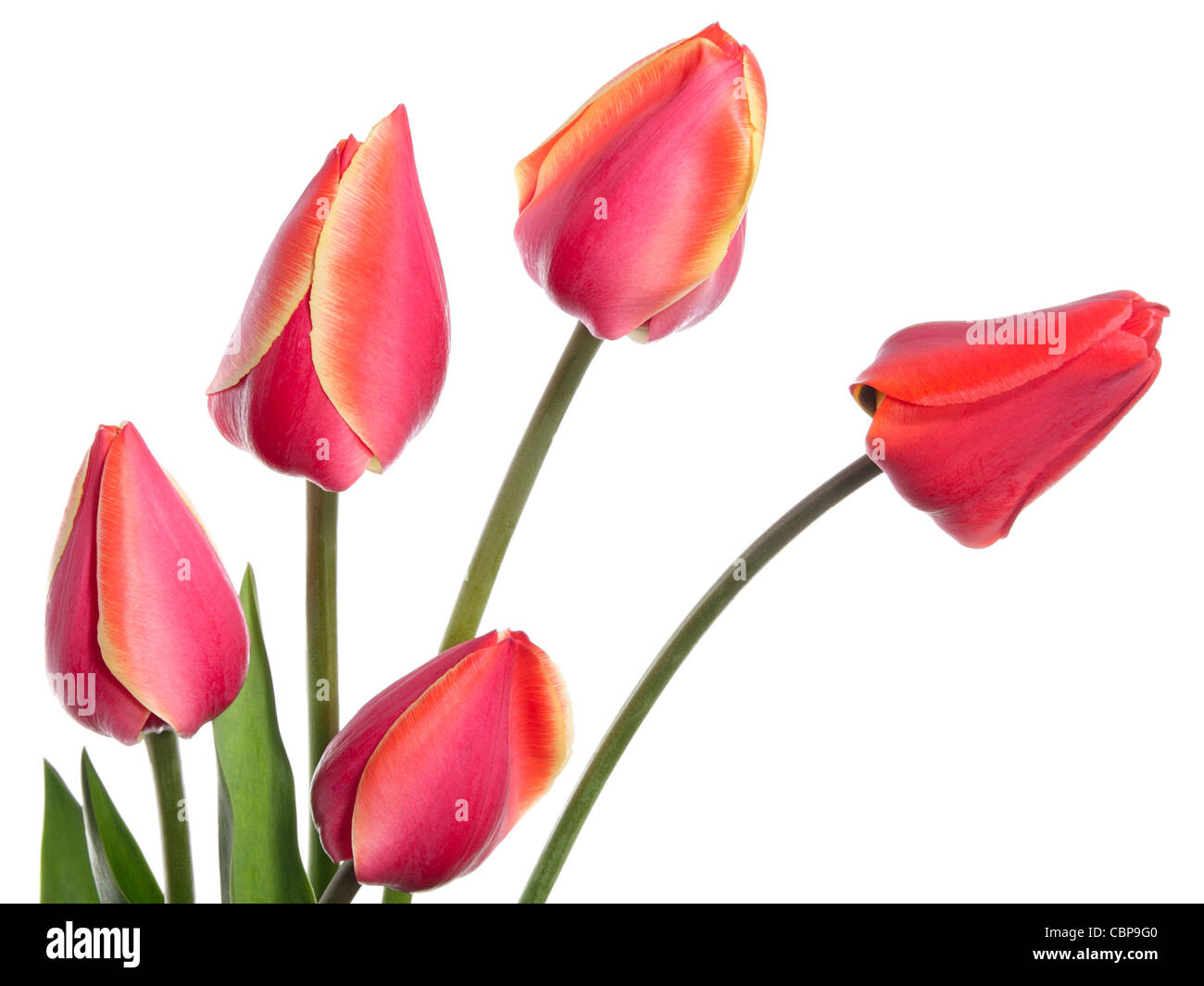 Five beautiful unopened tulips isolated on white Stock Photo Alamy