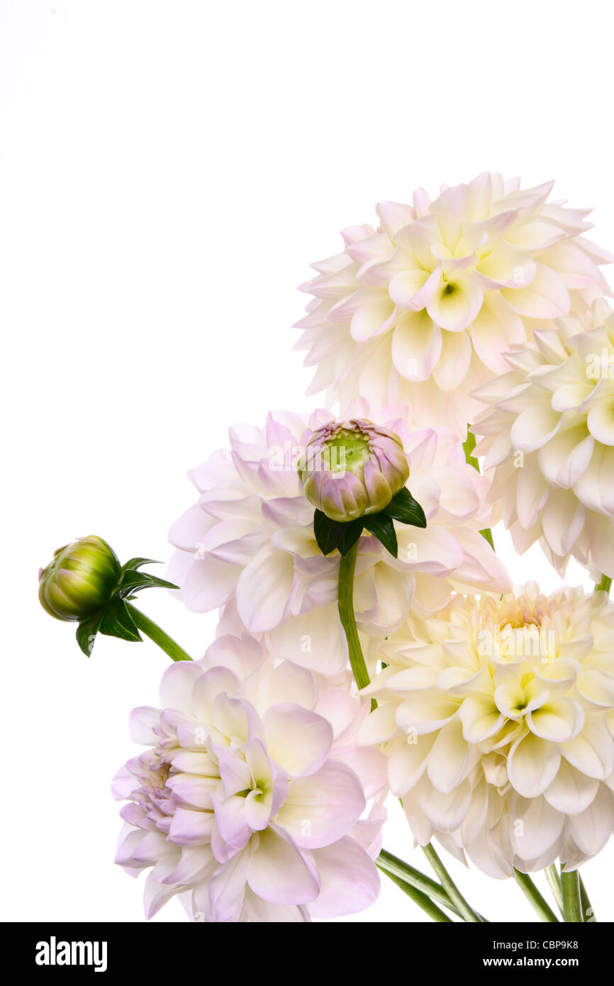 White dahlias on a white background Stock Photo - Alamy