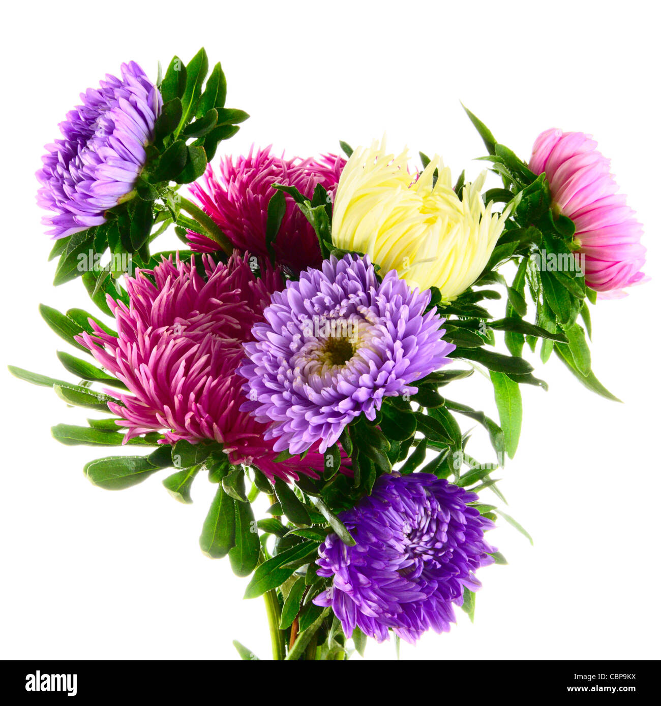 Asters on a white background Stock Photo