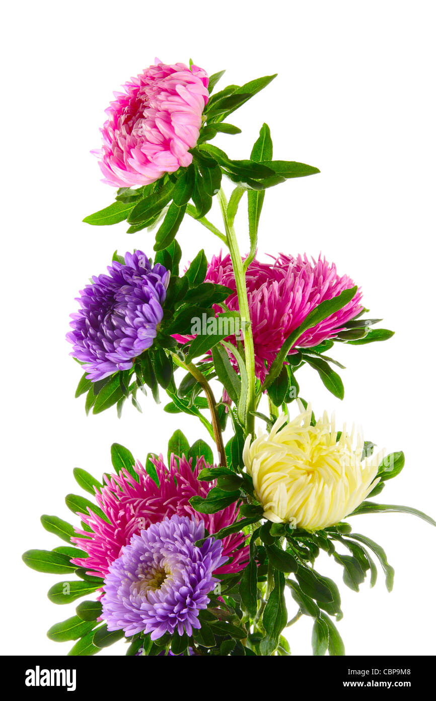 Multi-colored asters on a white background Stock Photo