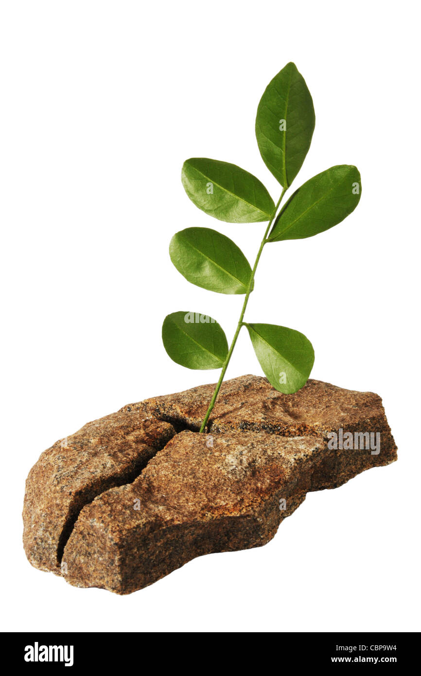 Concept. Will to live Stock Photo - Alamy