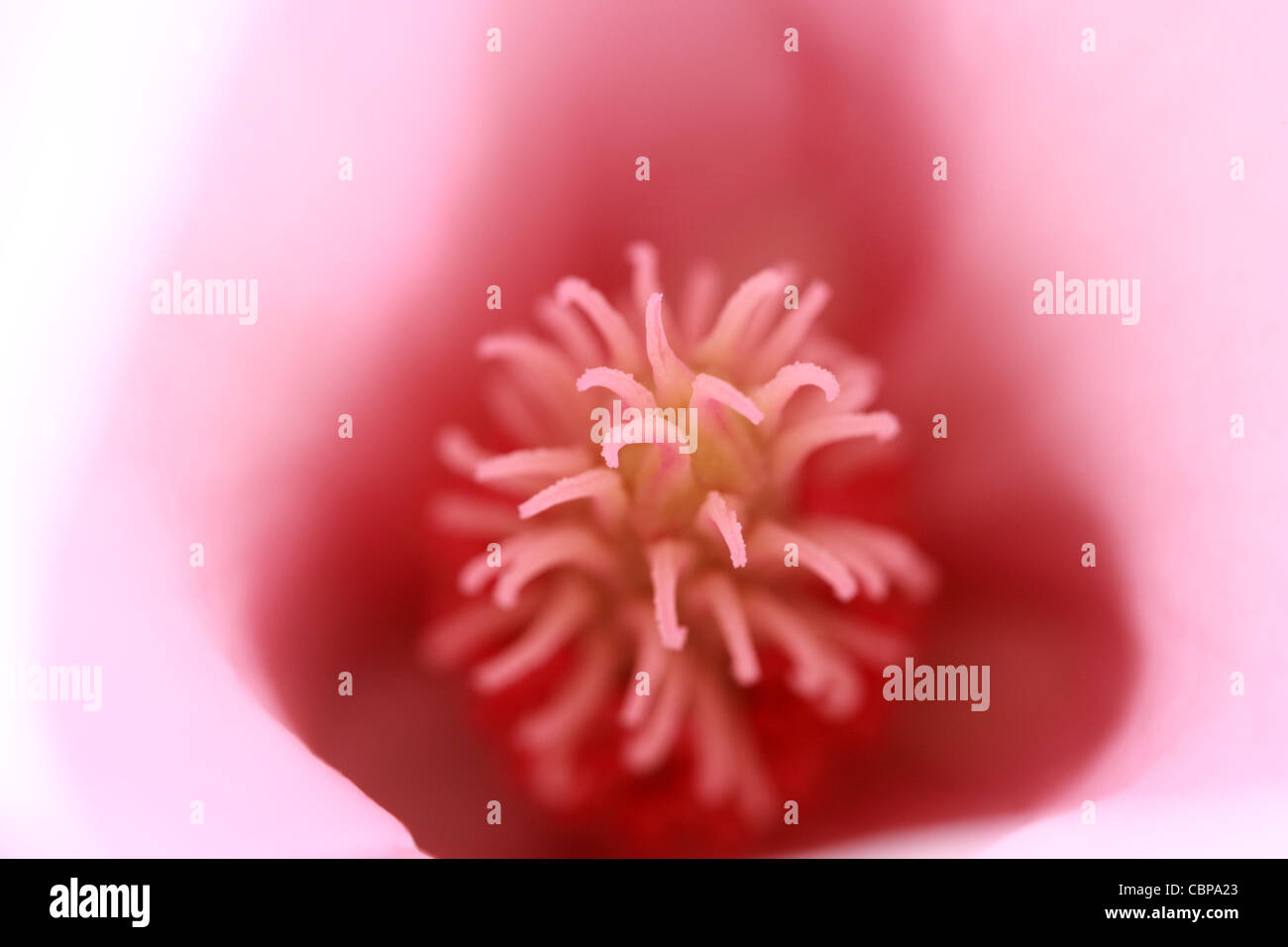 Close-up of Magnolia soulangeana Stock Photo