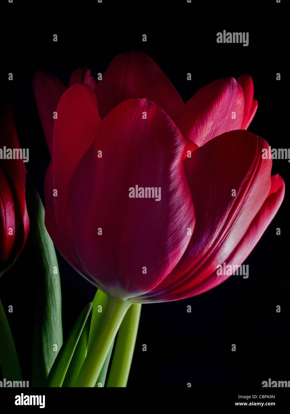 Low key tulip hi-res stock photography and images - Alamy
