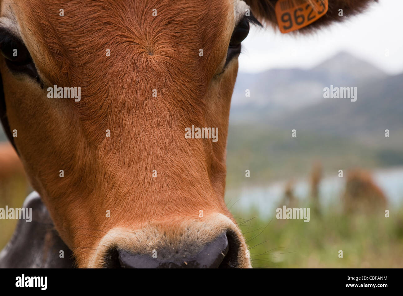 Jersey Cow Face Stock Photo Alamy