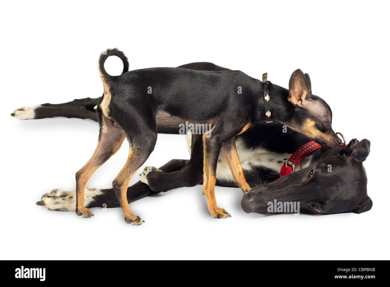 Two dogs - Toy dog and Greyhound, in the studio on a white background Stock Photo