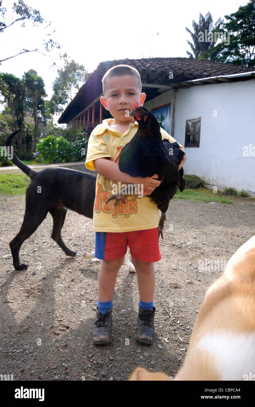 boy holding chicken in the farm Stock Photo - Alamy