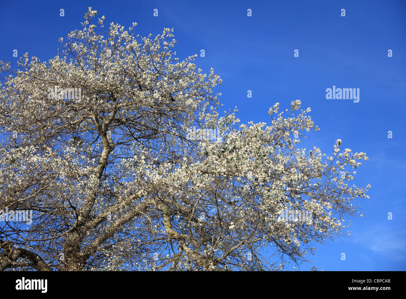 Tree maple and wind under blue sky Stock Photo - Alamy