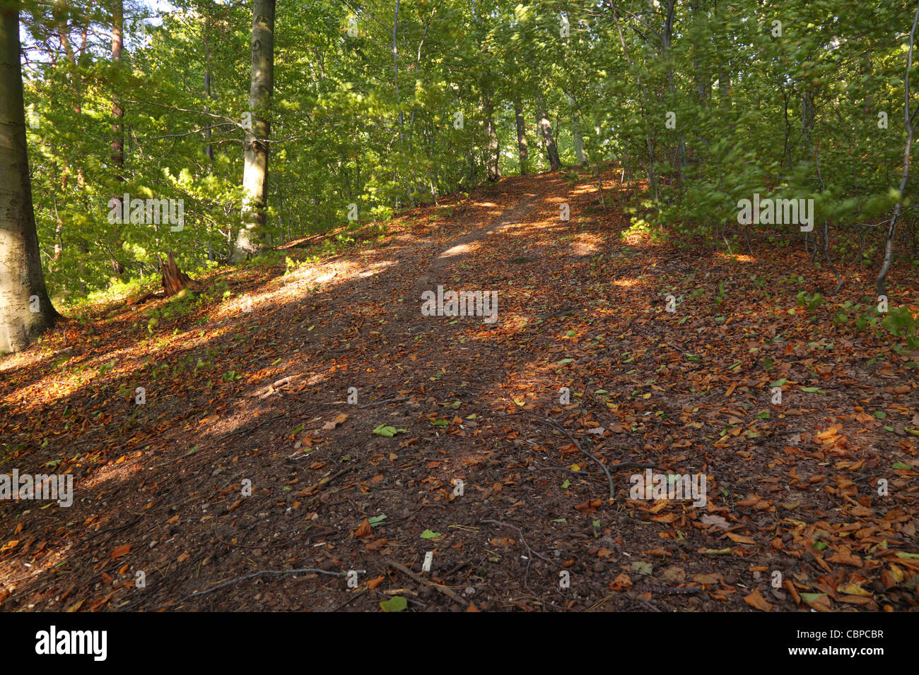 Rural autumn scenery - Fall in forest - park road Stock Photo - Alamy