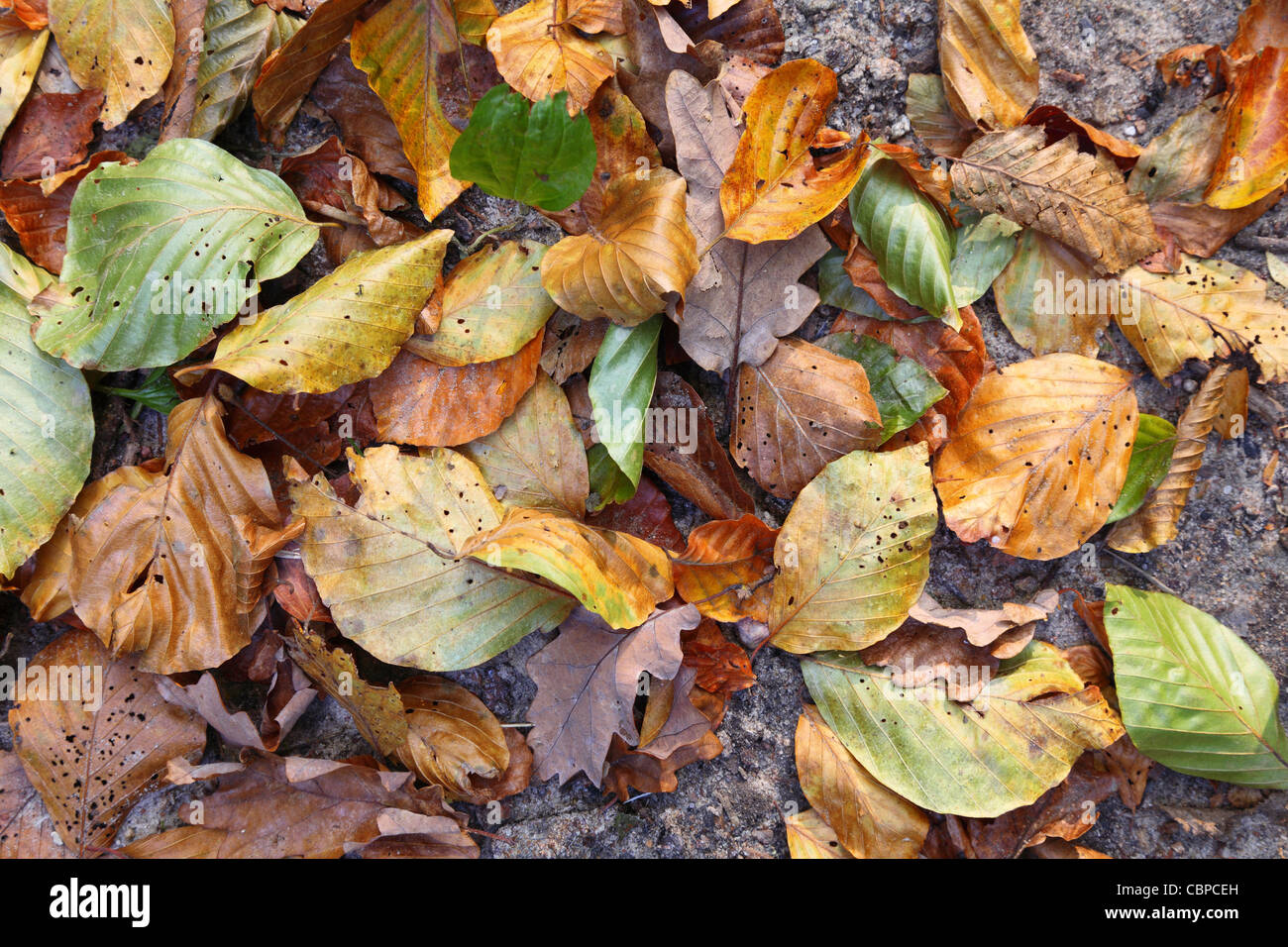 Fall Texture Yellow yellow Autumn leaves background texture Stock Photo - Alamy