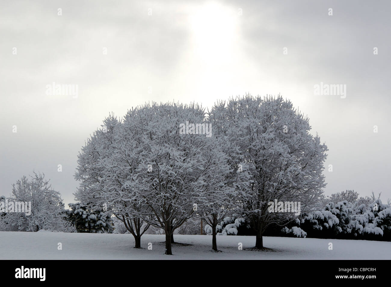 Crabapple trees covered with the first snow of the season Stock Photo