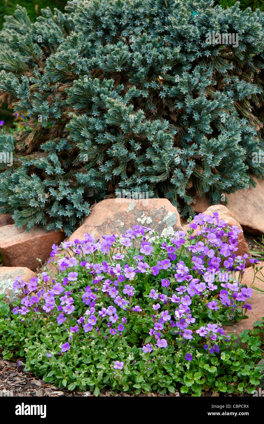 Purple Rockcress and Bird's Nest Spruce Stock Photo