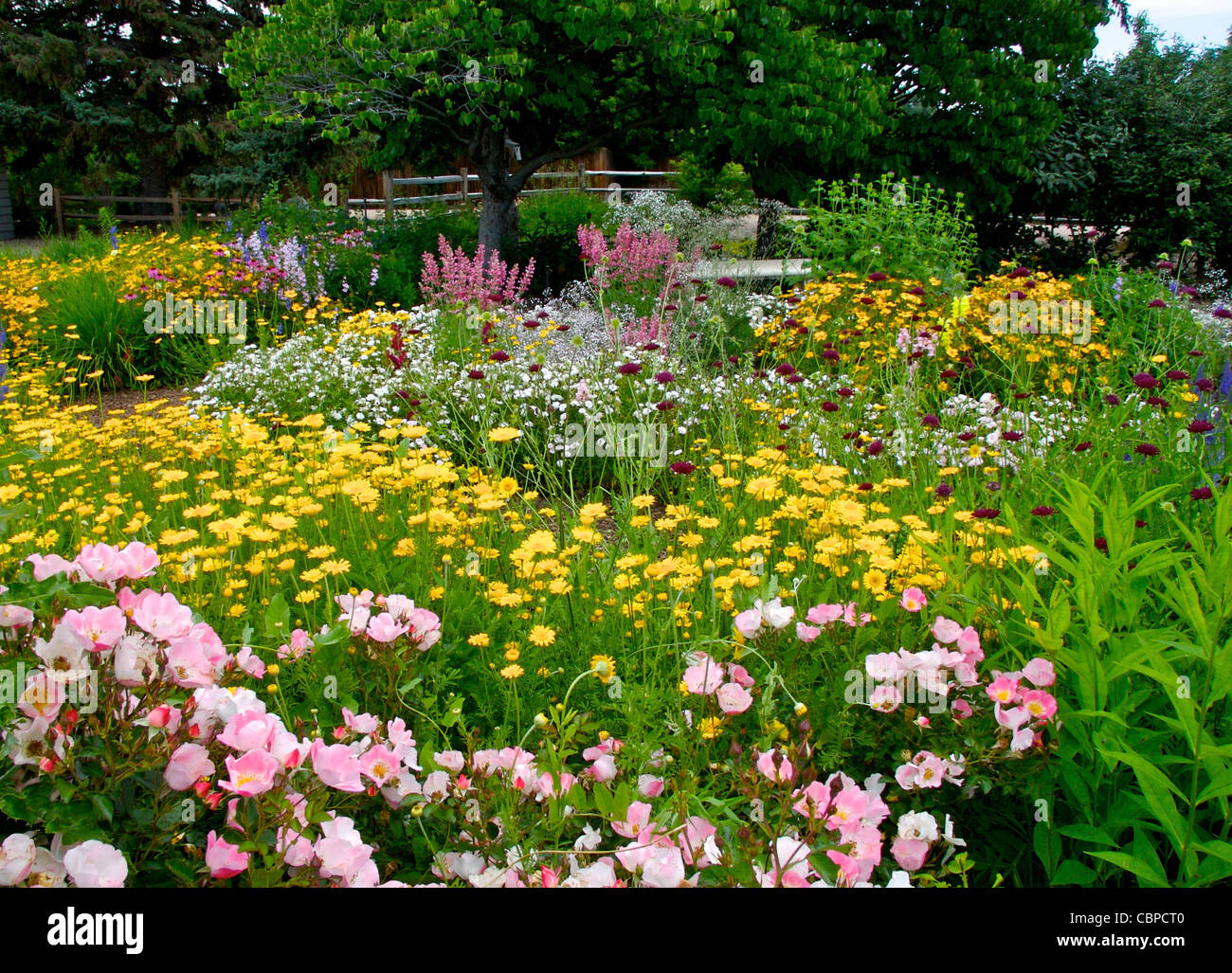 An early July perennial garden Stock Photo
