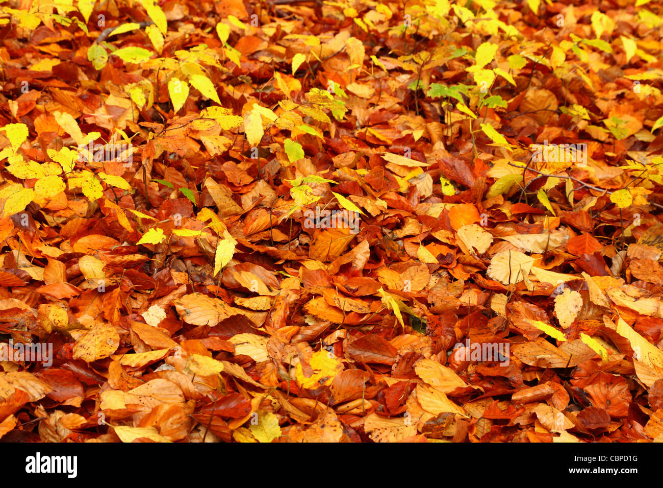 autumn colours in forest leaf, Poland, Europe Stock Photo Alamy