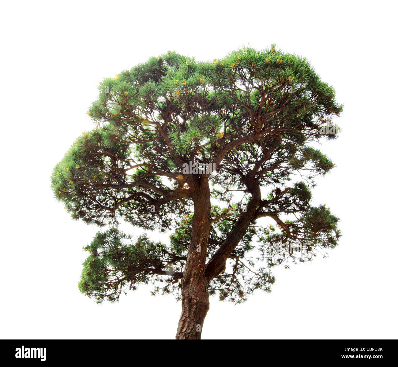 Pine tree isolated on white Stock Photo
