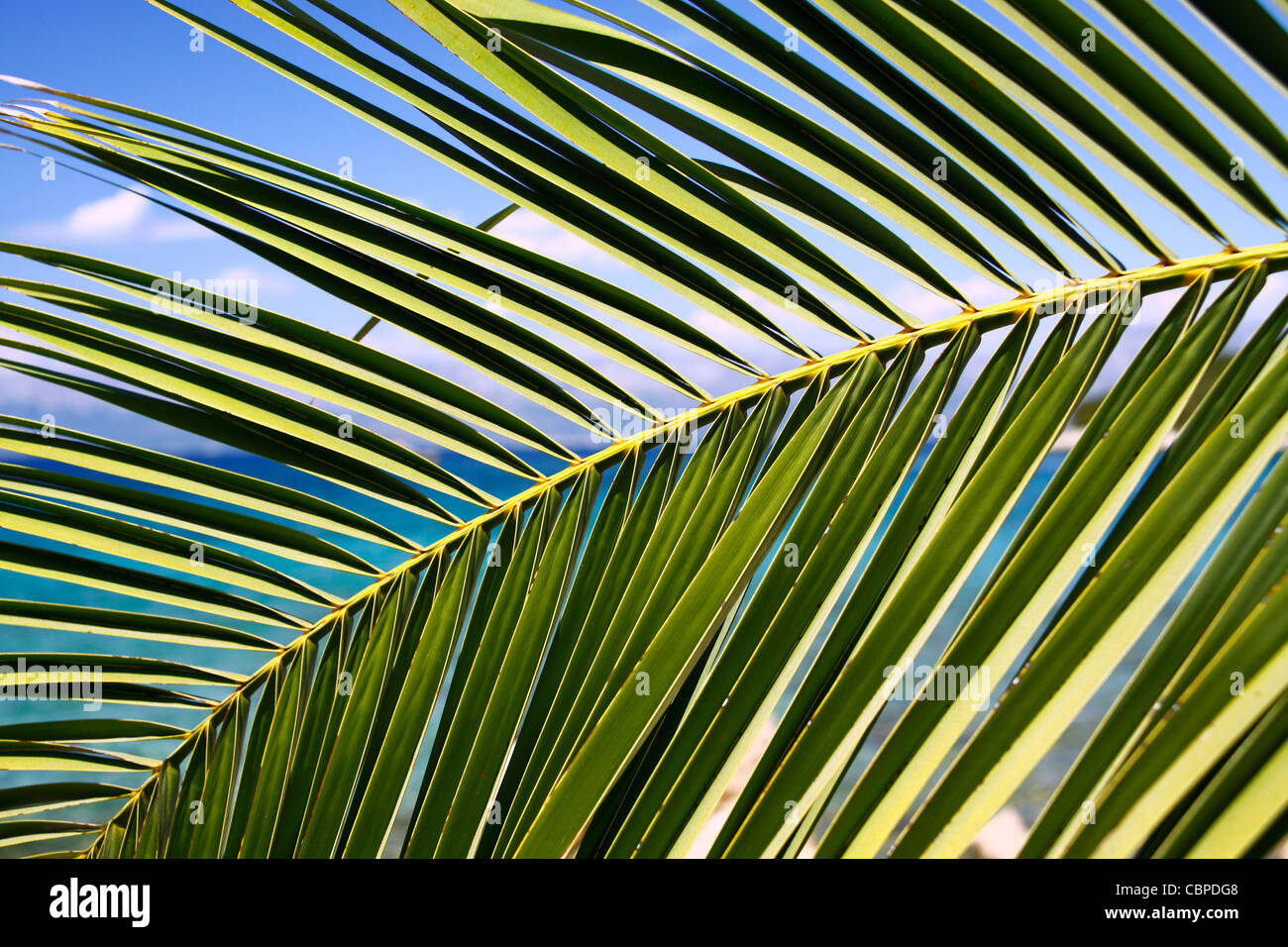 Palm tree branch Stock Photo Alamy