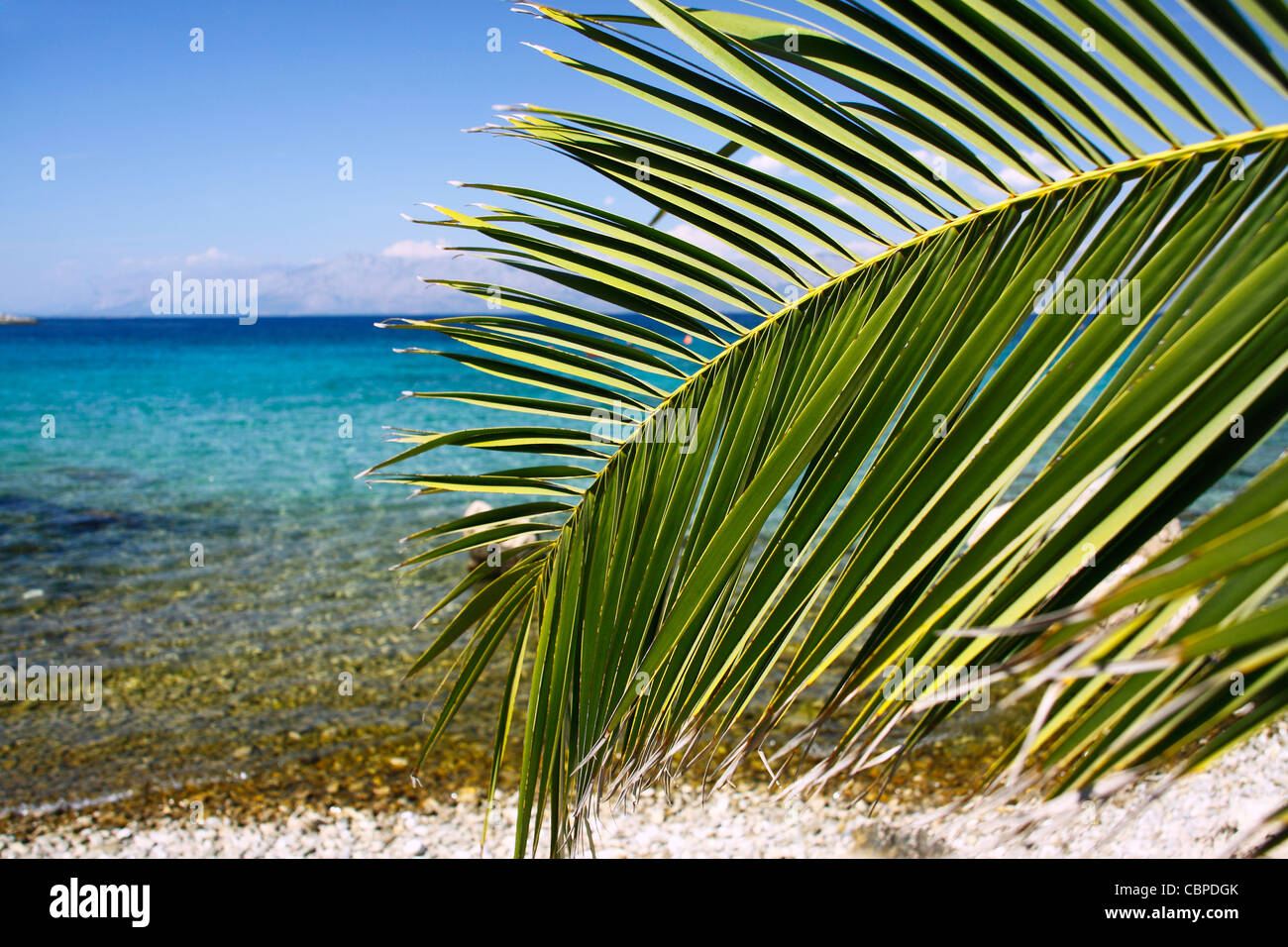 Palm tree branch Stock Photo Alamy