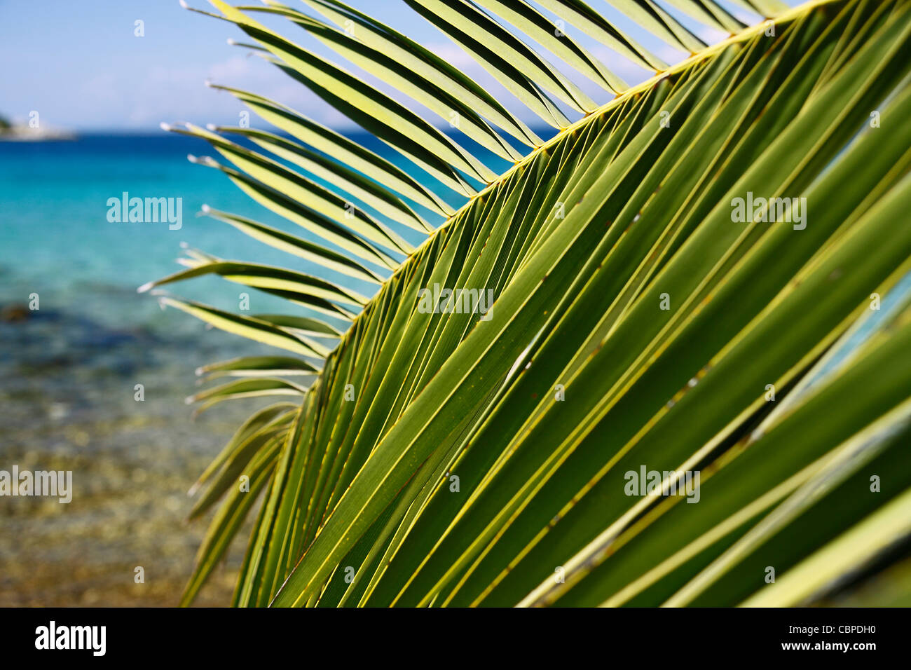 Palm tree branch Stock Photo Alamy