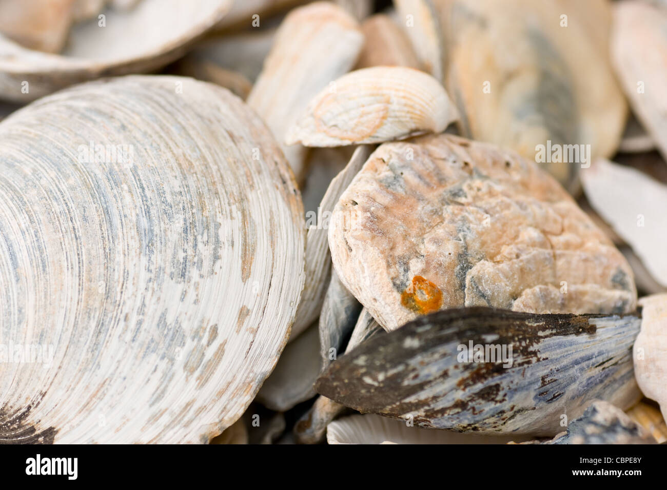 Sea shells Stock Photo