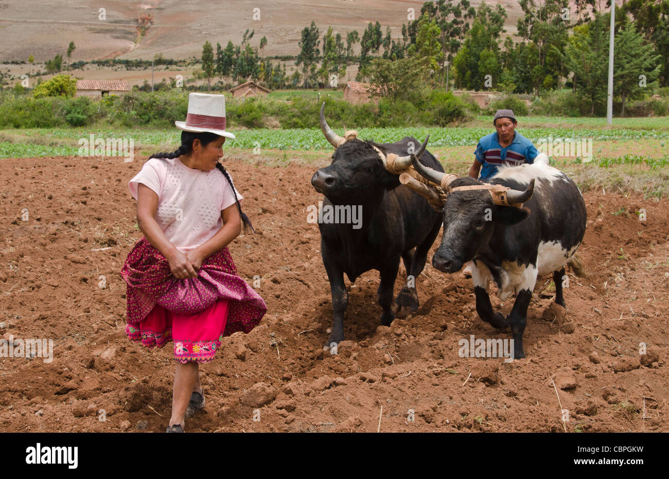 Farming images of couple working with oxen on farm in small town of Chinchero Peru South America Stock Photo