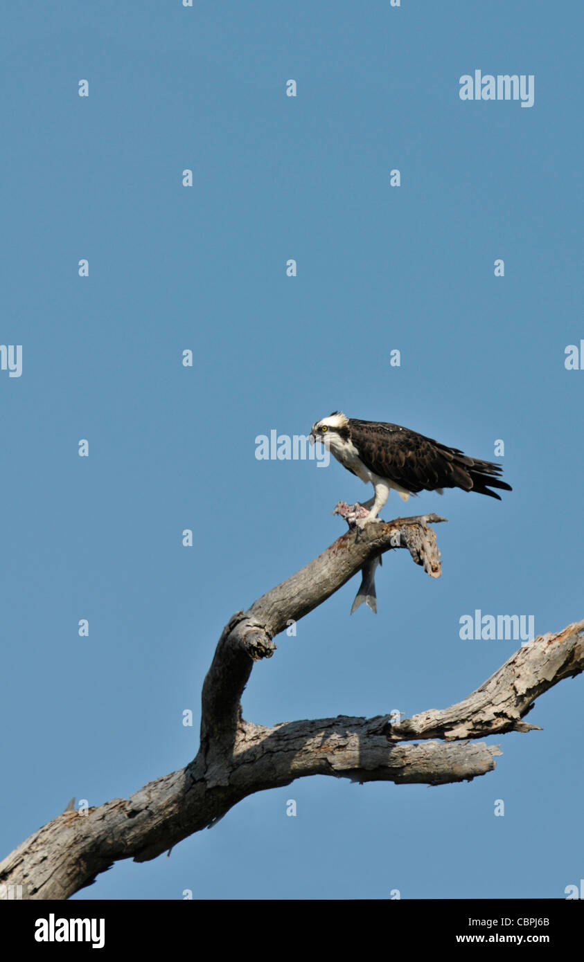 Osprey: Pandion haliaetus. With fish. Honeymoon Island, Florida, USA. Stock Photo