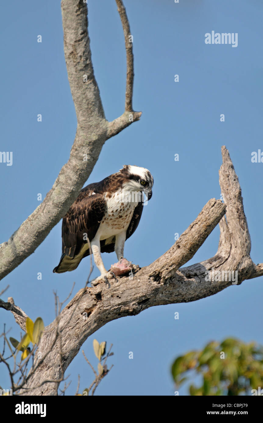 Osprey: Pandion haliaetus. With fish. Everglades, Florida, USA Stock Photo