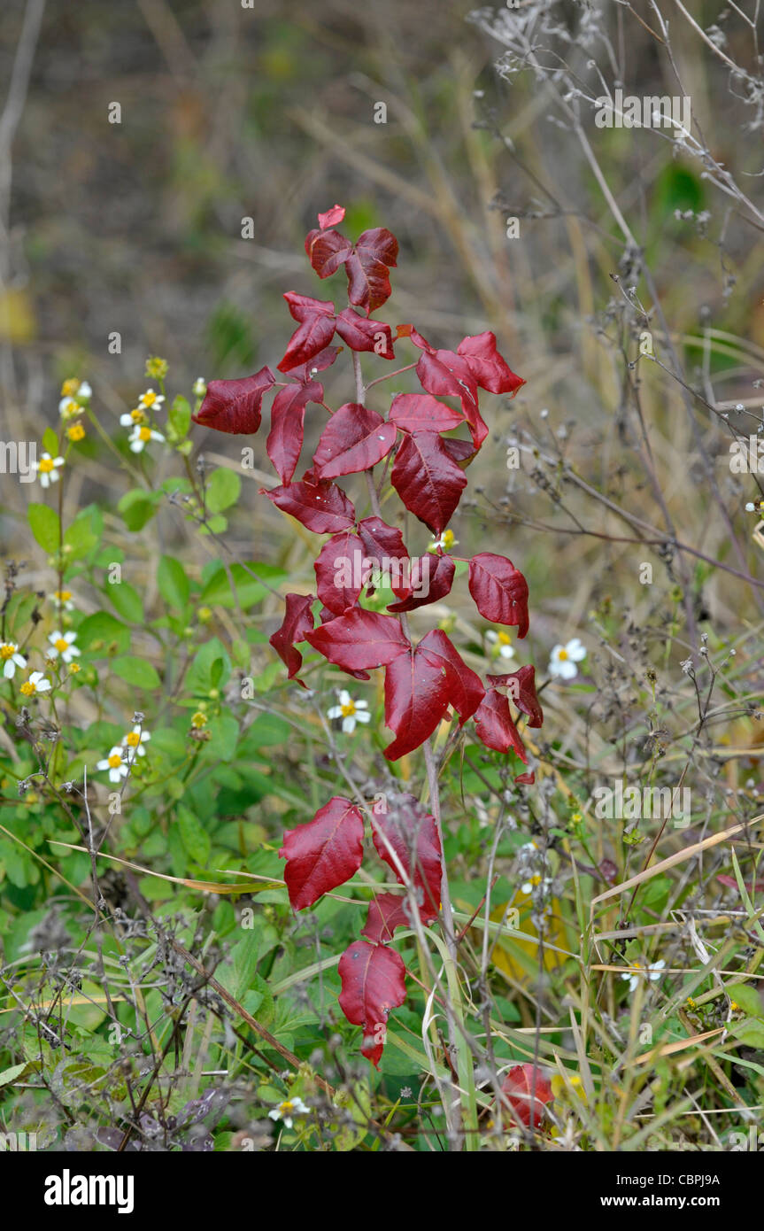 Poison Ivy: Toxicodendron radicans (syn. Rhus radicans). Florida, USA Stock Photo