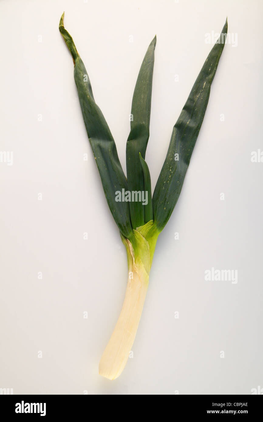 Japanese green onion closeup shoot, harvested in Japan Stock Photo Alamy